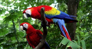 corcovado 300