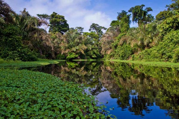 tortuguero